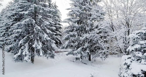 Aerial view over a snowy forest covered with snow. Fly over frozen snowy fir and pine trees forest. Thick forest in the winter season. oniferous forest in winter. photo