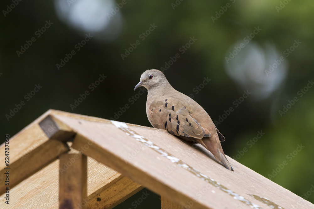 A beautiful pigeon perched on a house roof A beautiful pigeon perched on a house roof