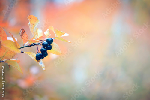 Chokeberry, Aronia with berries in autumn colors.