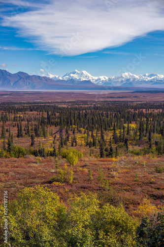 Mount Denali towers above blanket of fall color