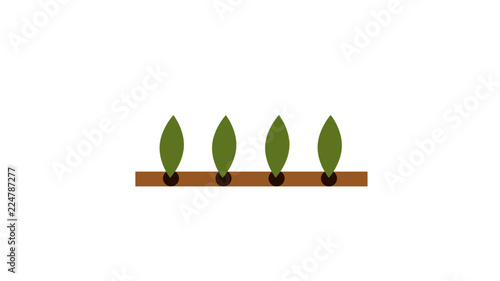 plants parts - offshoots