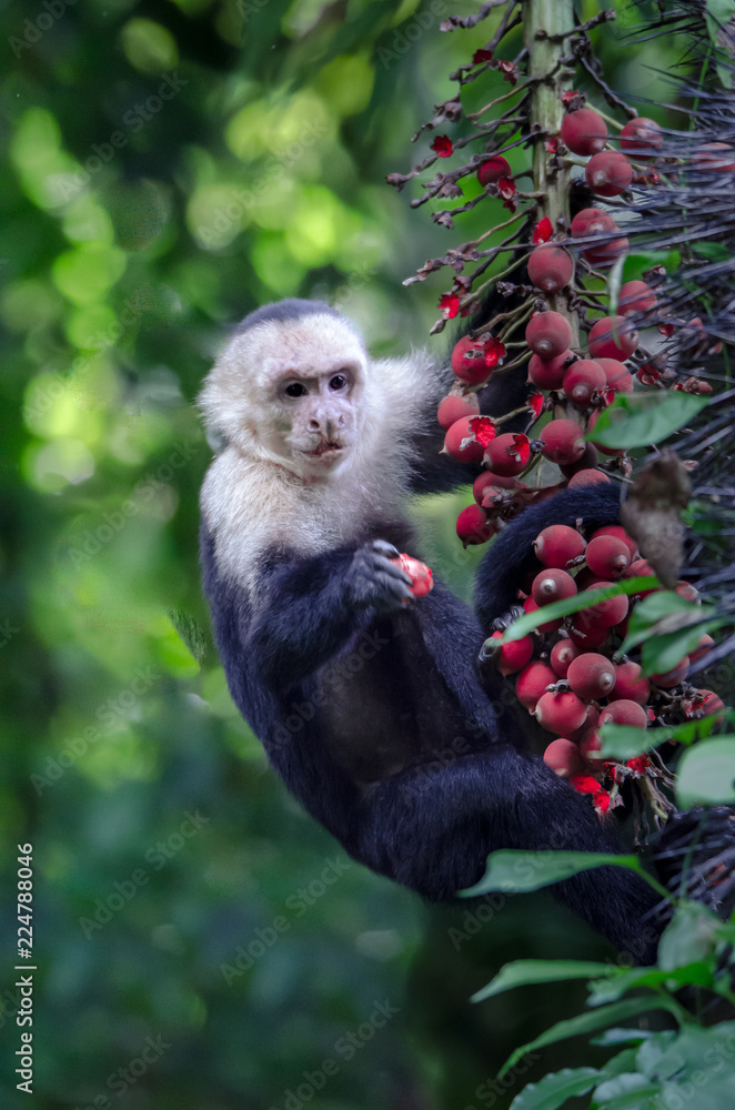 Fototapeta premium Capuchin Monkey Holds Fruit