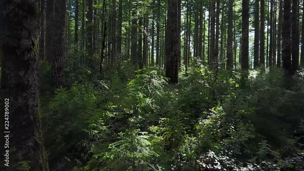 Drone Through Forest Logging Claim Gold Coast Oregon Drone Through Forest Logging Claim Gold Coast Oregon