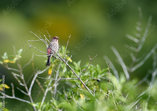 House Finch (Carpodacus mexicanus), San Juan Cosala, Jalisco, Mexico photo