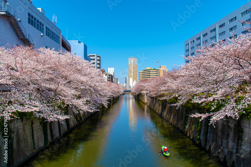 Photography Cherry blossom season in Tokyo at Meguro river, Japan
