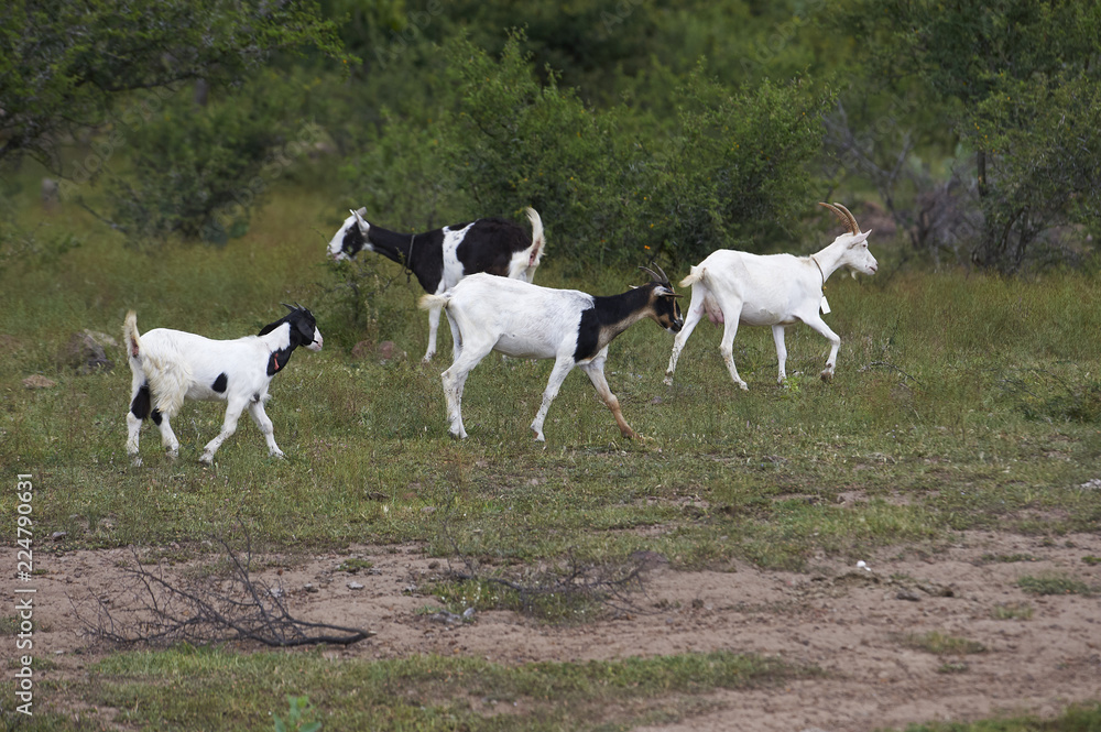 Goats grazing in the hills above San Juan Cosala, Jalisco, Mexico