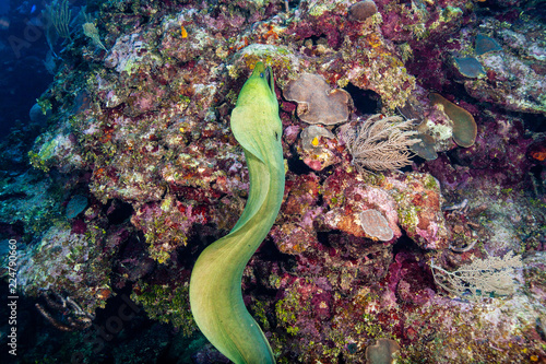 Green moray eel on coral; Roatan, Honduras.