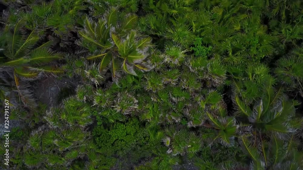 Aerial Drone Caribbean Palm Tree Forest Aerial Drone Caribbean Palm Tree Forest