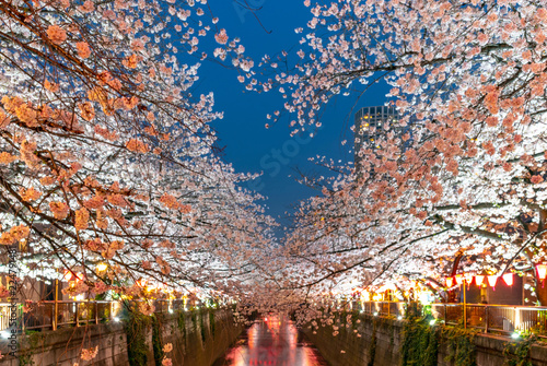 Cherry blossom season in Tokyo at Meguro river, Japan © Shawn.ccf