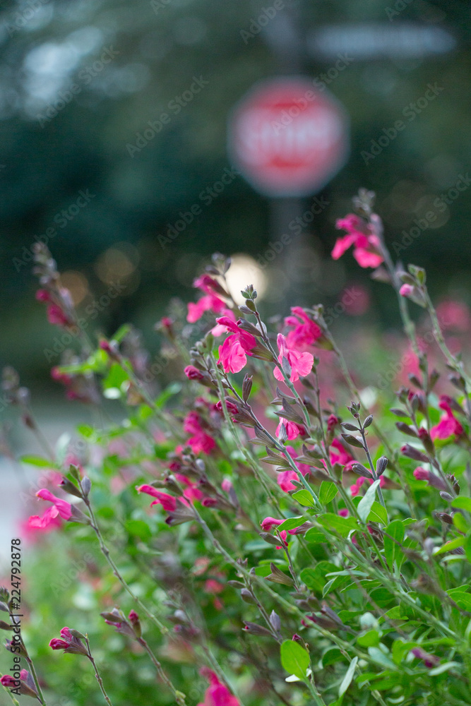 Obraz premium Salvia gregii or Red Sage