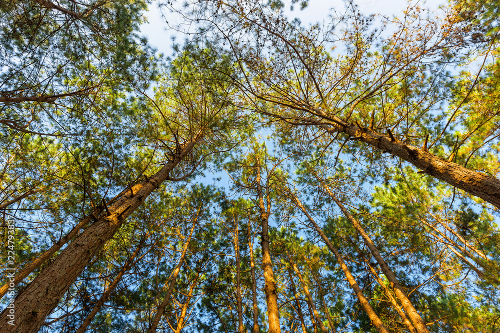 Pine forest from low angle with sunny early in the morning Pine forest from low angle with sunny early in the morning