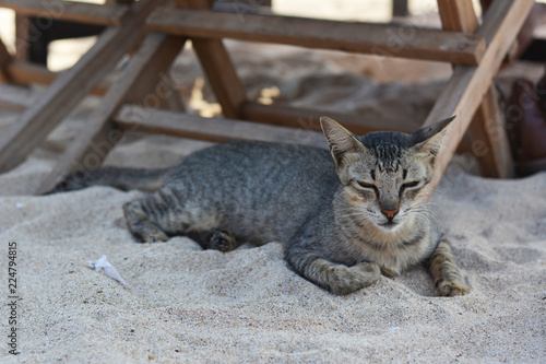 Stray Cat in Bali © Jess LeClerc