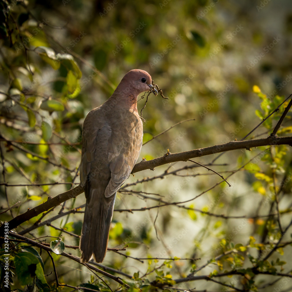 Dove with twigs in mouth at Keoladeo Bird Sanctuary, Rajasthan Dove with twigs in mouth at Keoladeo Bird Sanctuary, Rajasthan