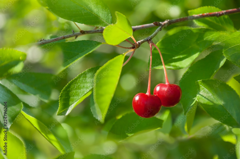 Two berries of red and sweet cherries on a branch with leaves in the garden. Cherry tree branch with harvest.