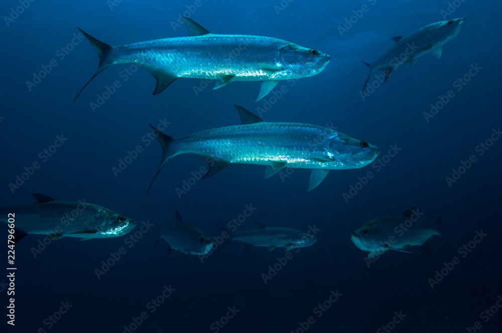 Fototapeta premium School of tarpons on coral reef at Bonaire Island in the Caribbean