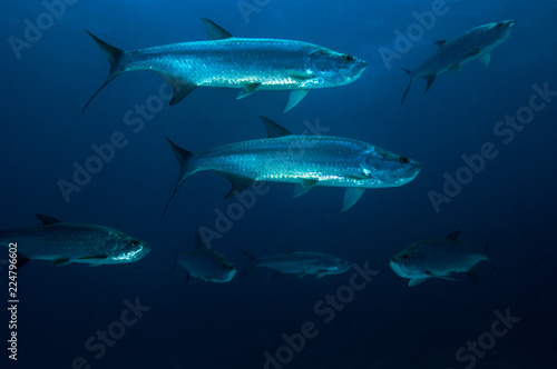 School of tarpons on coral reef at Bonaire Island in the Caribbean © RLS Photo