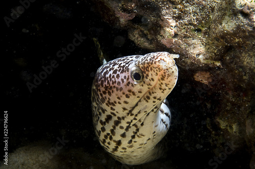 Spotted moray eel underwater at Bonaire Island in the Caribbean
