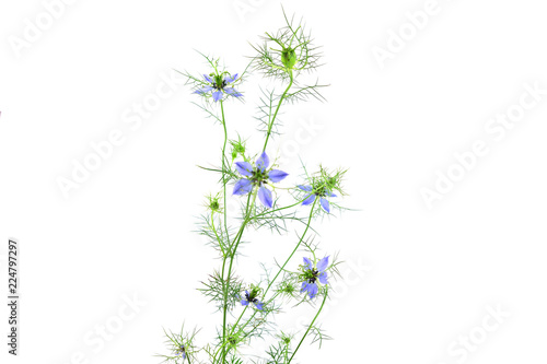 Vászonkép Isolated Nigella Sativa.