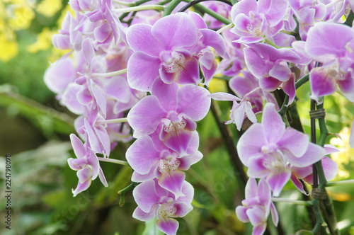 Fototapeta Naklejka Na Ścianę i Meble -  胡蝶蘭