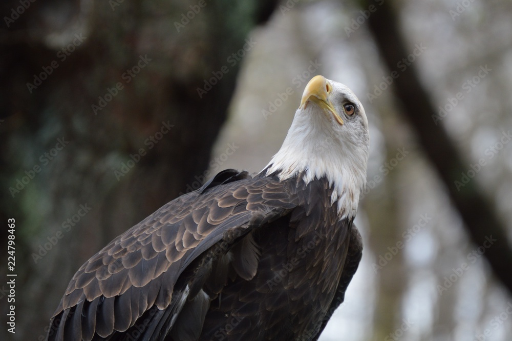 Obraz premium Looking Up 2