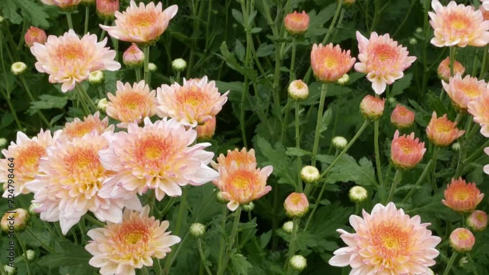 Chrysanthemums flower, , sometimes called mums or chrysanths, They are