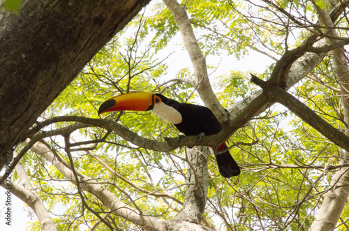 bird on a tree