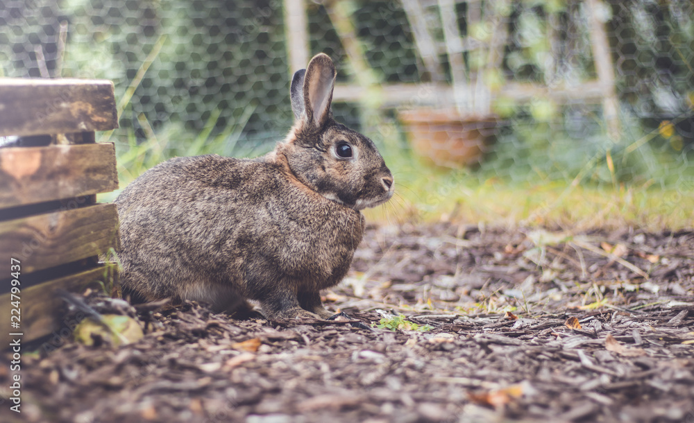 Fototapeta premium Adorable gray and brown domestic bunny rabbit in an autumn garden with mums and pumpkins, vintage setting