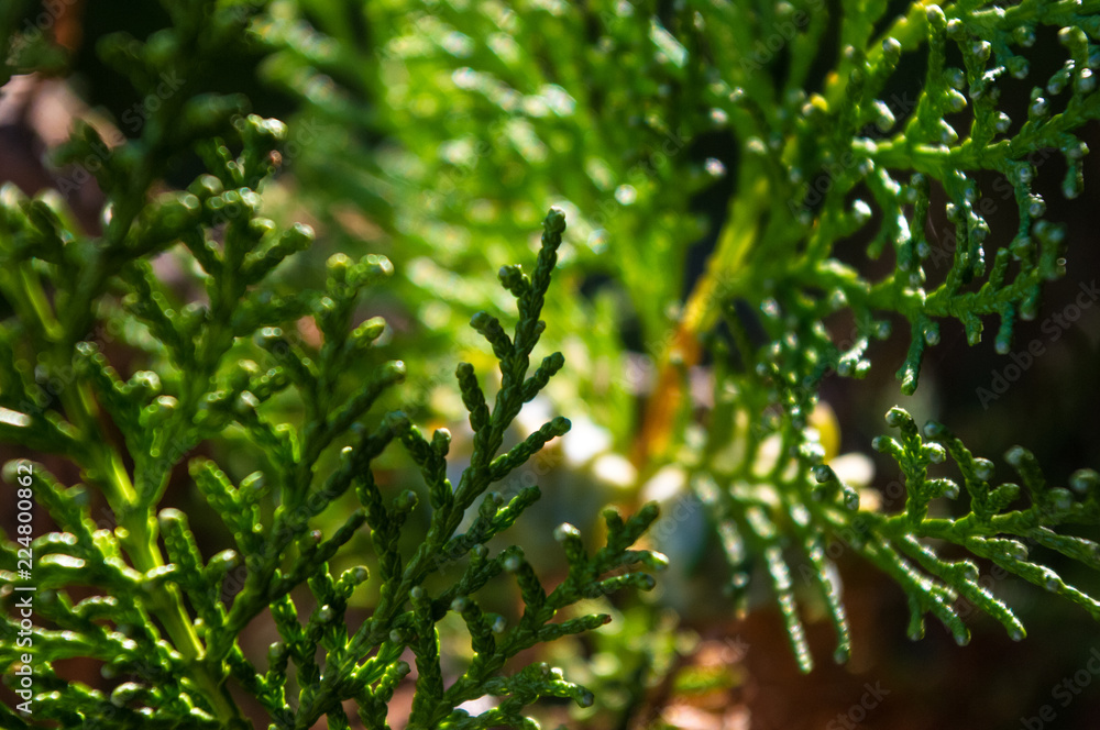 Obraz premium Incense cedar tree Calocedrus decurrens branch close up.