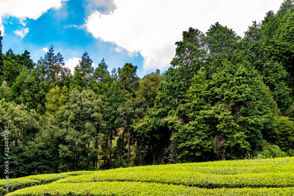 view of tea field