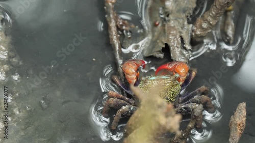 Mangrove forest crabs finding for some food.