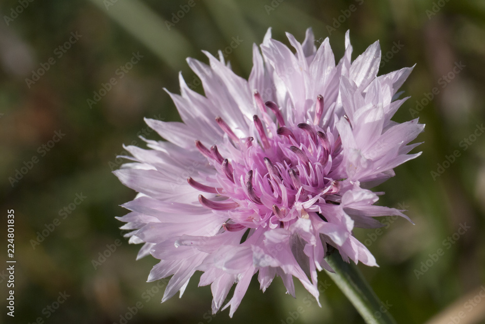 pink flower on dark background pink flower on dark background
