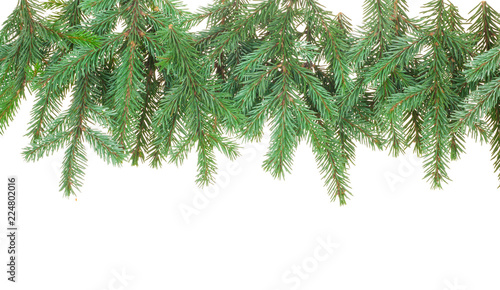 Fir branches on white