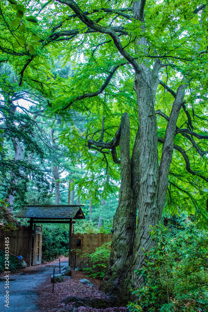 Trees Trees