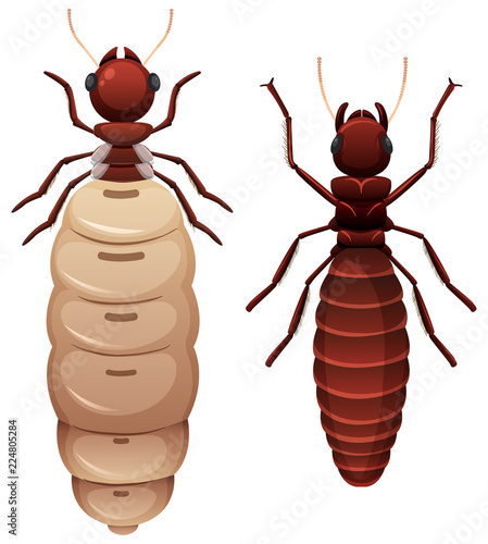 Two termites white background