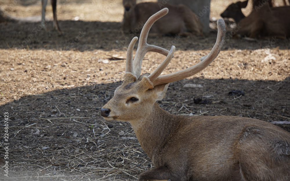 The brown deer sitting in the field. The brown deer sitting in the field.
