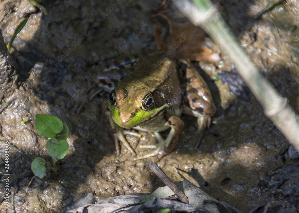 A brown bullfrog with green accents and dark spots basks in a muddy marsh. A brown bullfrog with green accents and dark spots basks in a muddy marsh.