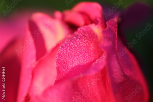 pink rose macro