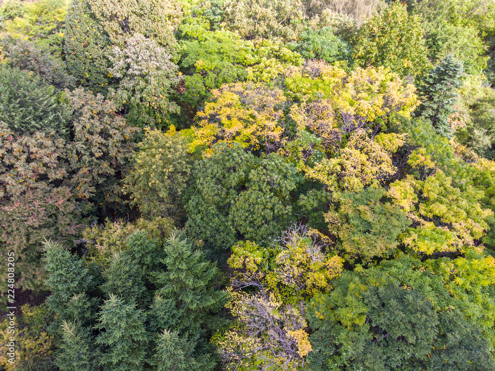 autumnal trees with colorful foliage. autumn forest scenic view. aerial photo 
