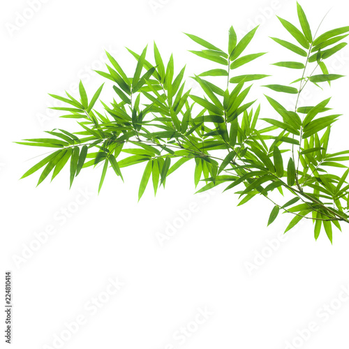 Fototapeta Naklejka Na Ścianę i Meble -  Bamboo Branch on White Background