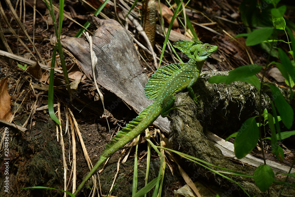 Jesus Christ Lizard Jesus Christ Lizard