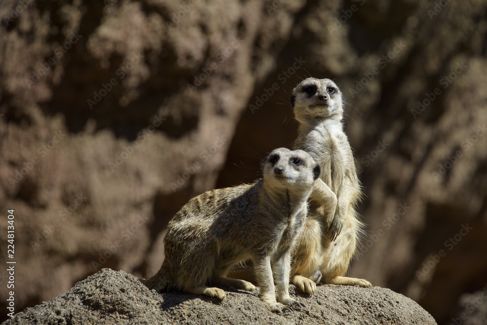 Fototapeta premium Meerkats Merkat from Houston 