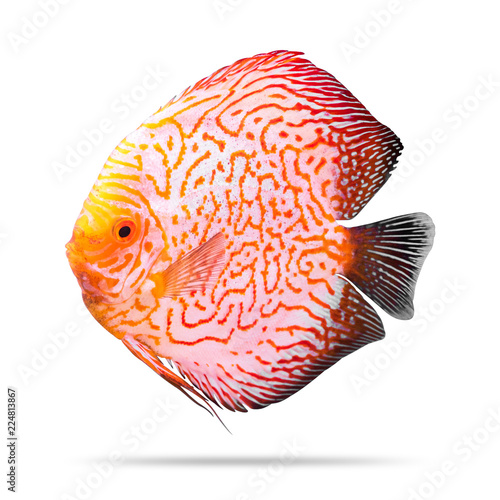 Discus fish isolated on white background. Orange pattern. ( Clipping path )