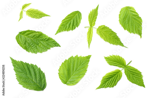 raspberry green leaves isolated on white background. top view