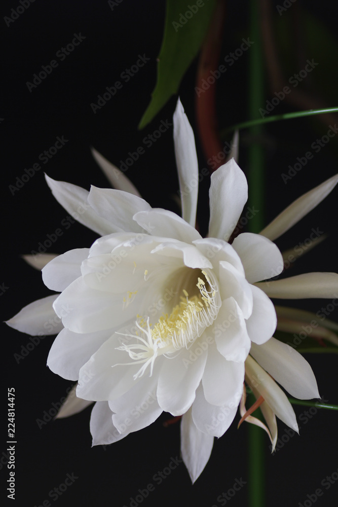 Obraz premium 月下美人