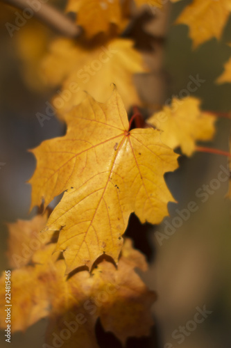 yellow leaf on autumn yellow leaves background