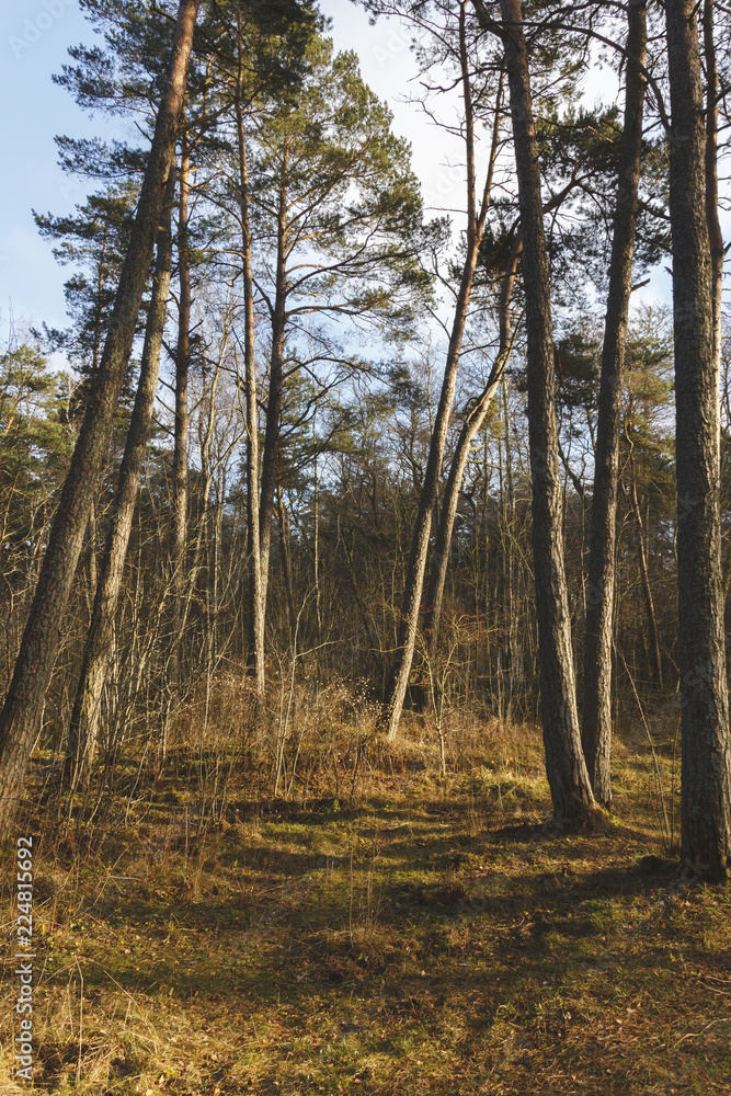 Fototapeta premium background image of autumn coniferous forest