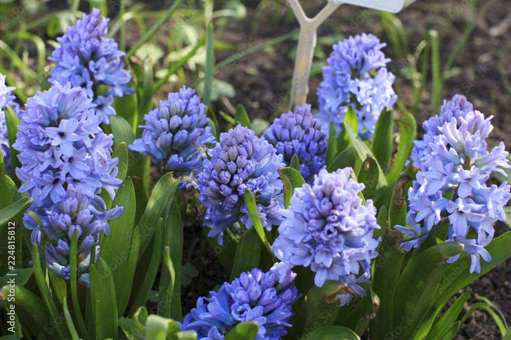 Obraz premium beautiful and fragrant spring flowers blue hyacinths in the Sunny meadow