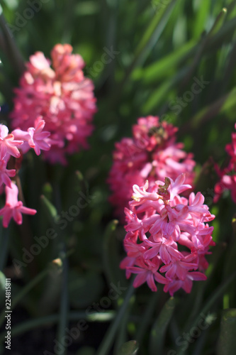 beautiful and fragrant spring flowers purple hyacinths in the Sunny meadow