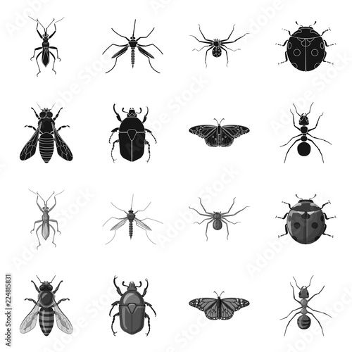 Vector design of insect and fly symbol. Set of insect and element stock vector illustration.
