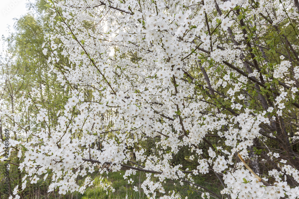 cherry blossoms in spring in a Sunny weather cherry blossoms in spring in a Sunny weather
